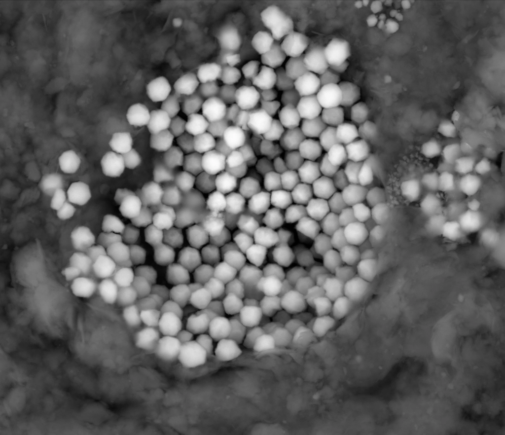 BSE — Framboidal pyrite in clay/sedimentary matrix